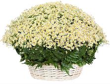 Цветочная композиция из Ромашки в корзине #REPLACE_PRED# Новоалтайске Алтайский край